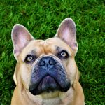 Cani e buche in giardino