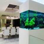 Che pesci mettere nell'acquario acqua dolce