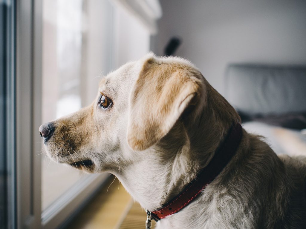 come abituare il cucciolo a stare in casa solo