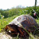 Come costruire un terrario per tartarughe in giardino