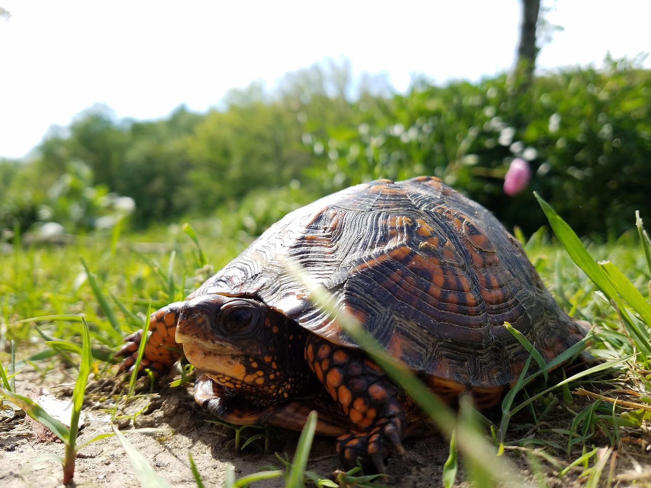 Come costruire un terrario per tartarughe in giardino