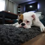 Come educare un cane a vivere in casa
