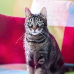 Come educare un gatto in casa