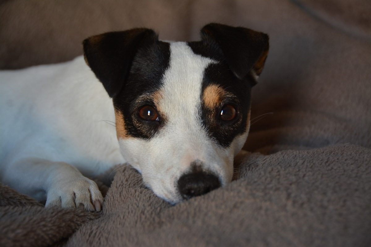 Jack Russel Terrier