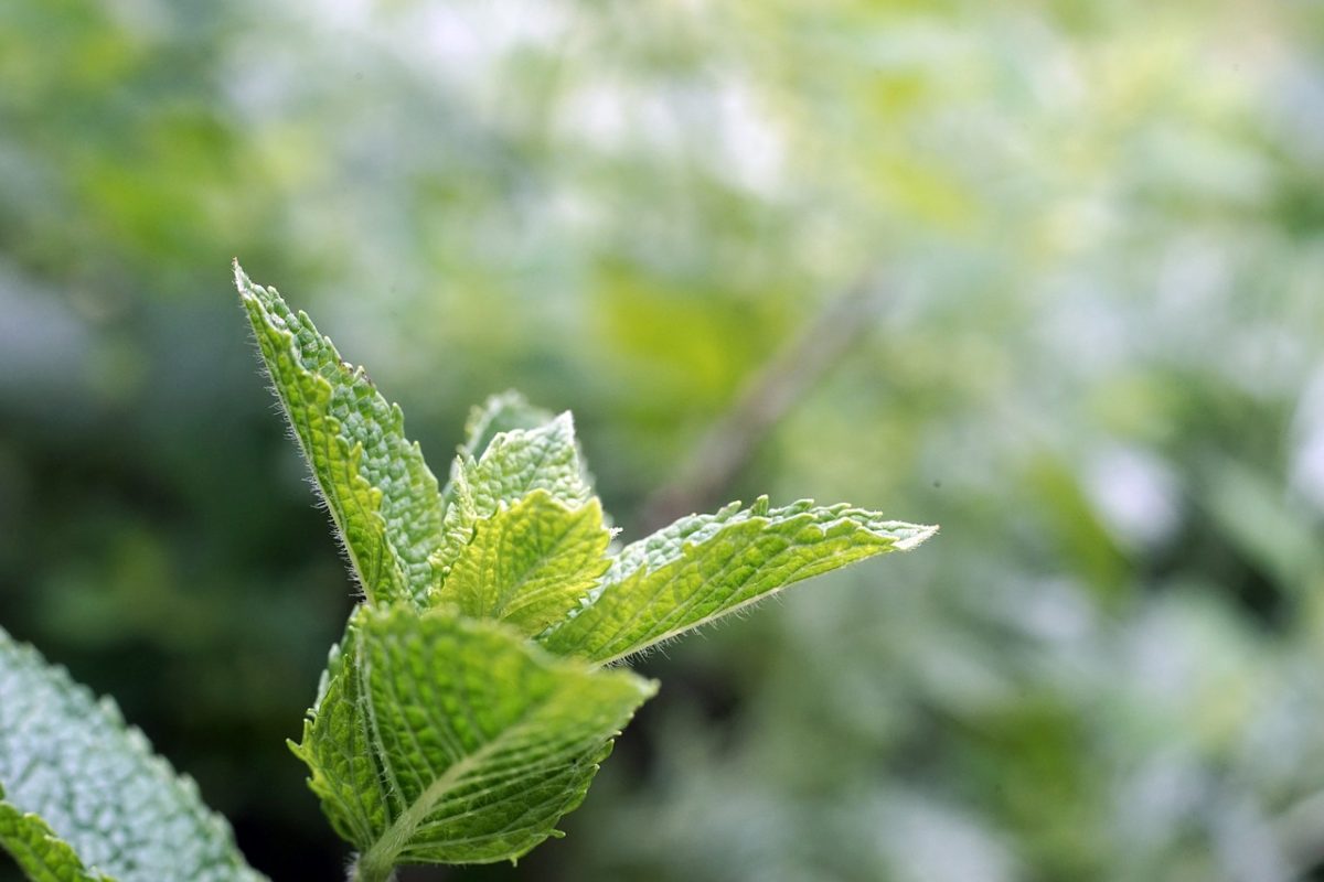 menta piperita