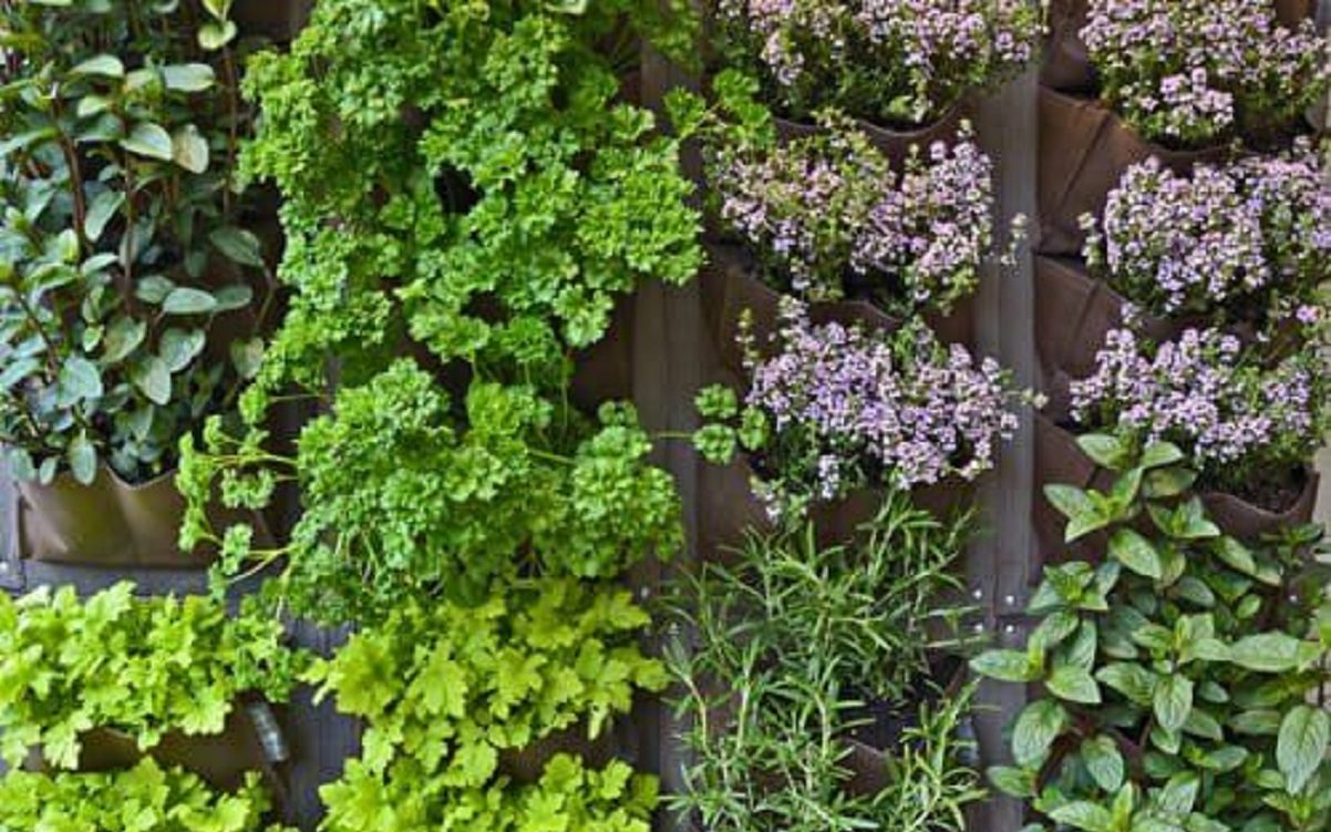piante aromatiche da balcone