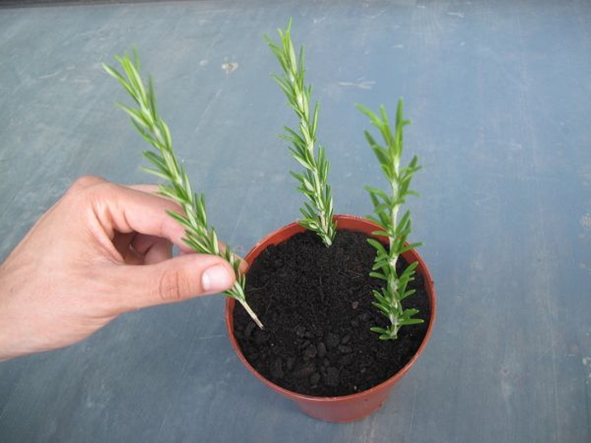 piante aromatiche da balcone