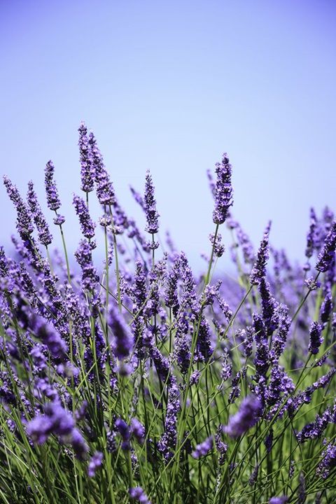 lavanda