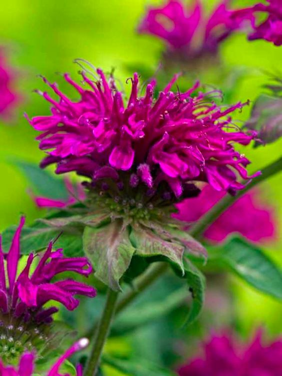 monarda