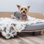 oggetti di design per animali domestici