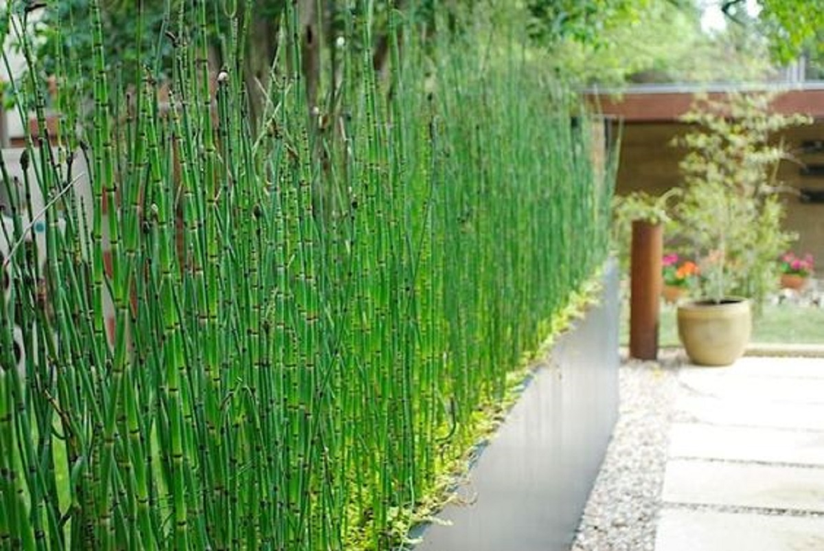 Хвощ водное растение. Хвощ зимующий Equisetum hyemale. Хвощ тростниковый бамбук. Аспарагус спаржа Садовая. Equisetum variegatum.