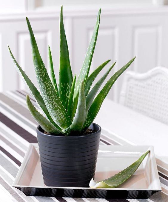 aloe