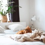 Come organizzare la casa con un gatto