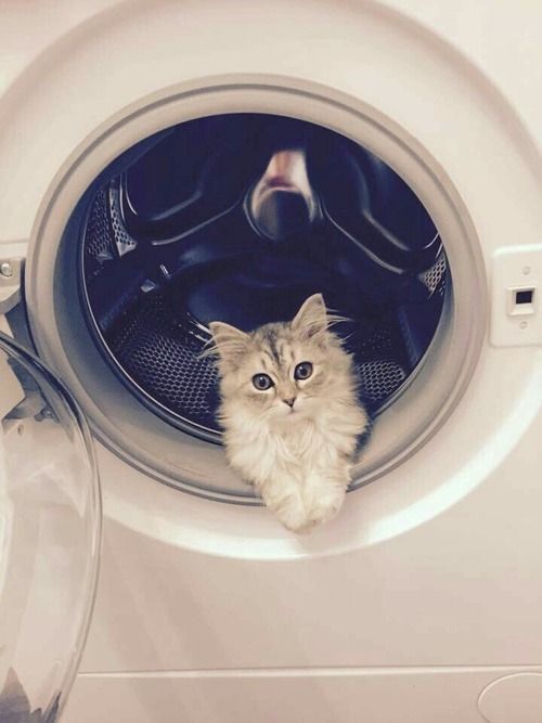 animale in lavatrice