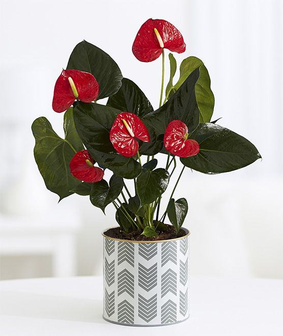 anthurium