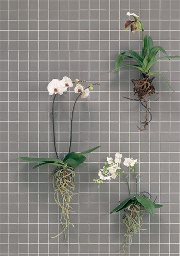 piante in bagno moderno 6