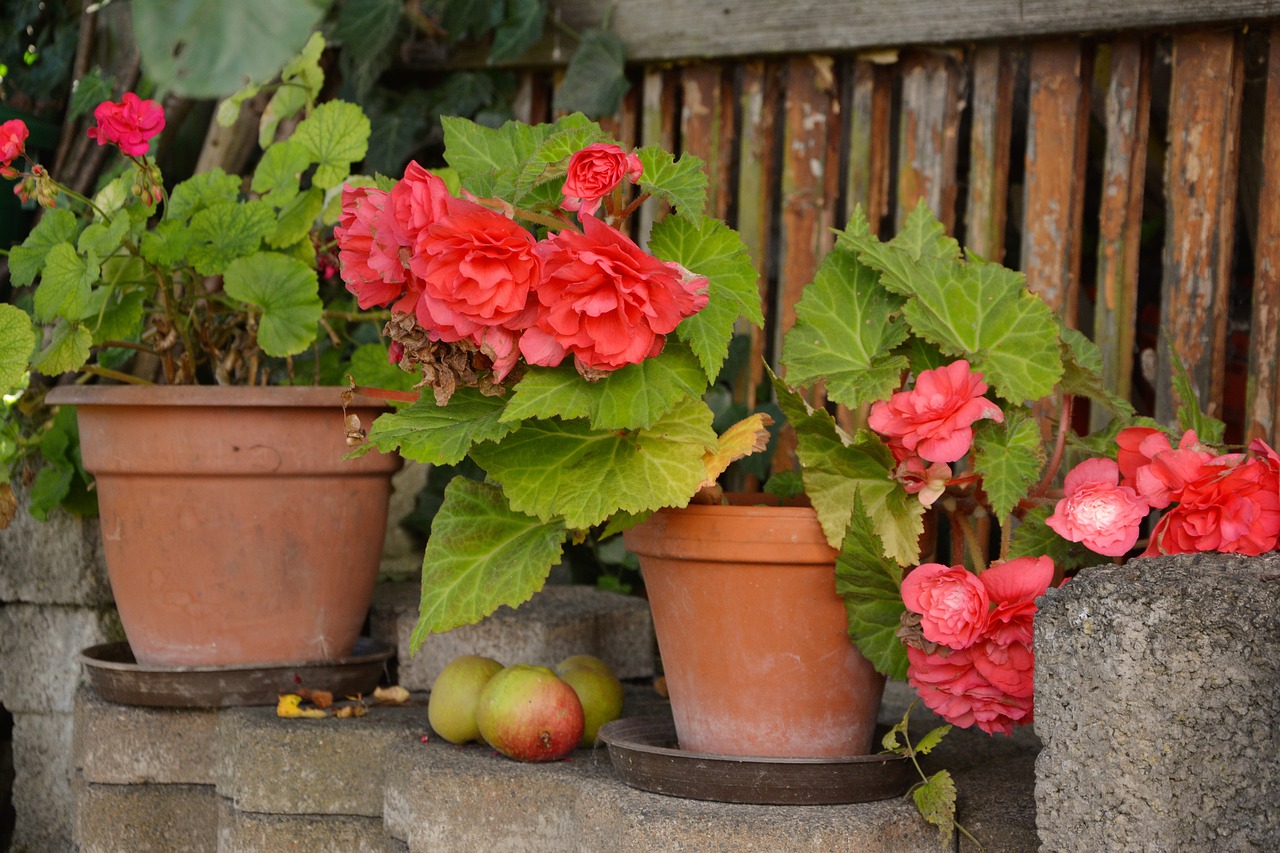 Begonia