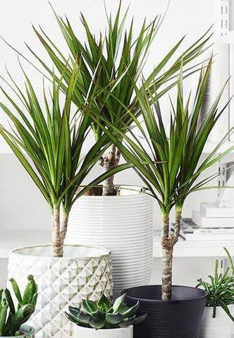 Dracena