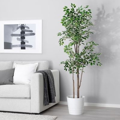 Ficus Benjamin