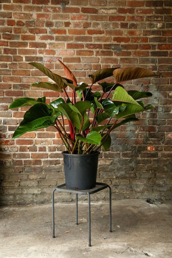 Philodendron