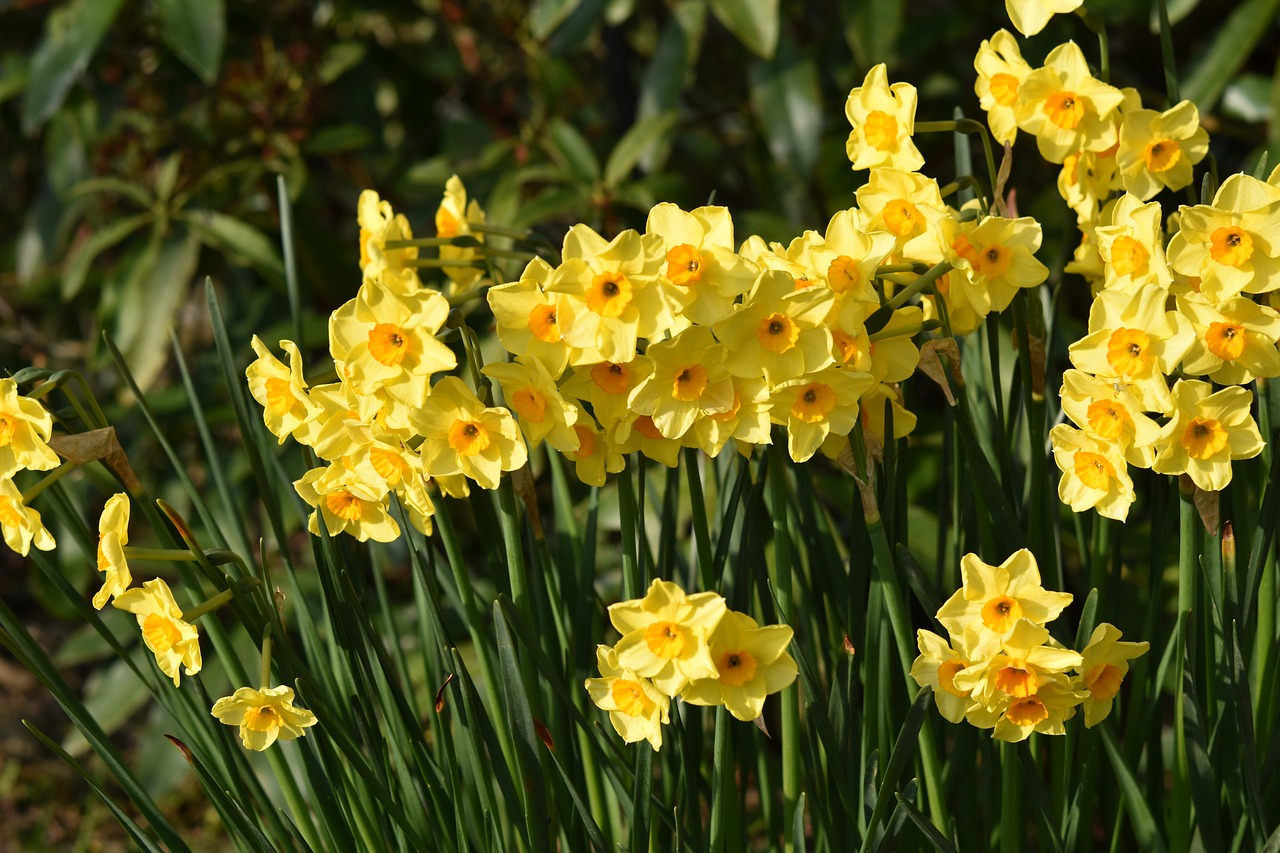 fiori di narciso giallo