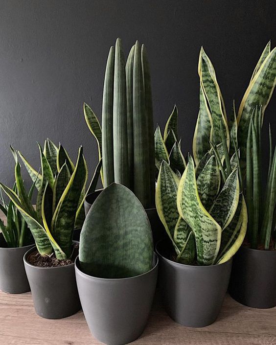 Sanseveria