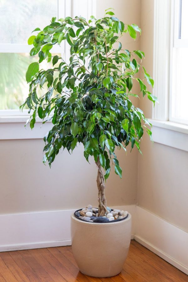 Piante utili per purificare l'aria in casa: Ficus