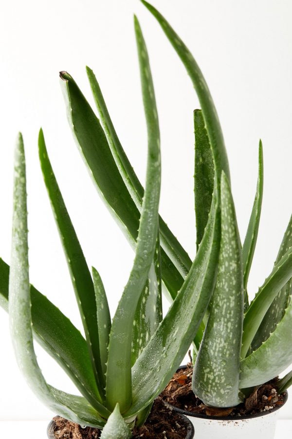 Aloe Vera pianta da interno 