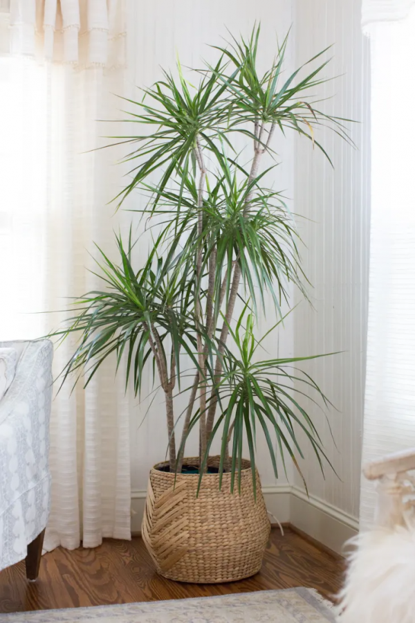 Dracena