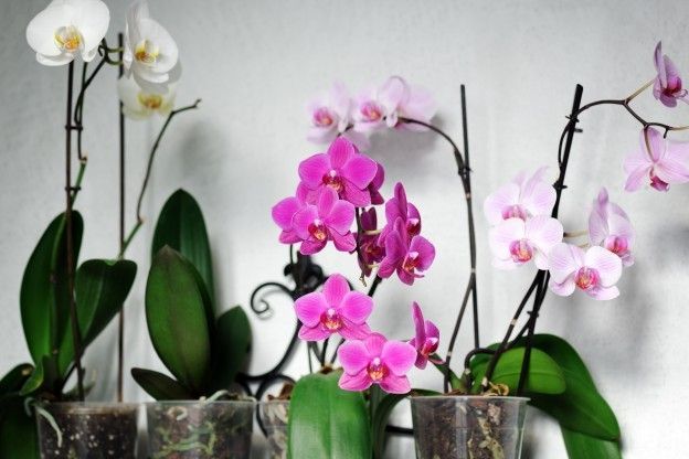 Orchidea fiorita