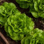 Come creare l'orto in vasi