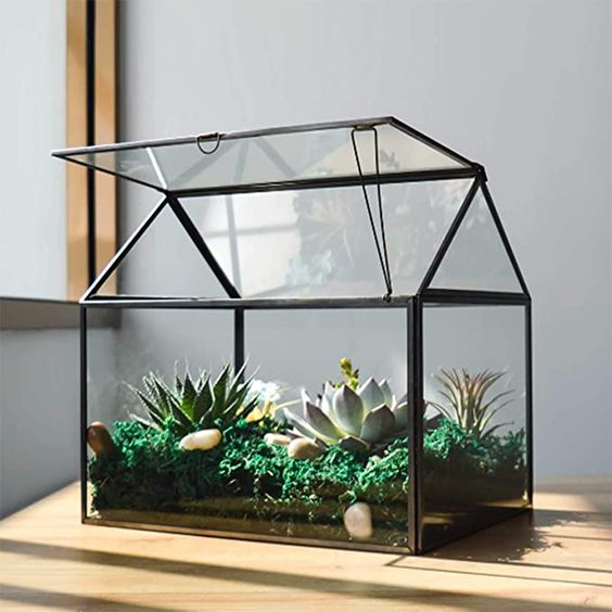 terrarium in vetro