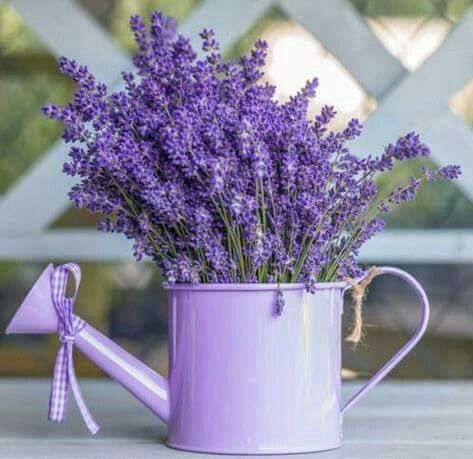 Innaffiatoio con lavanda decoro casa