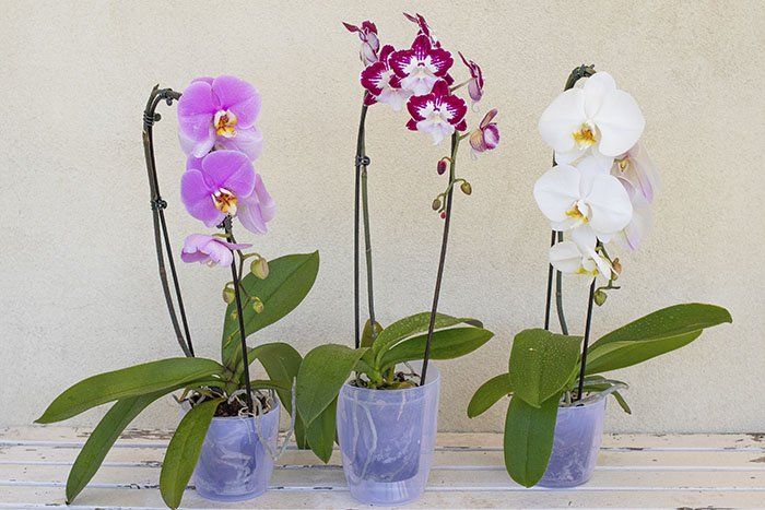 Orchidee per interni