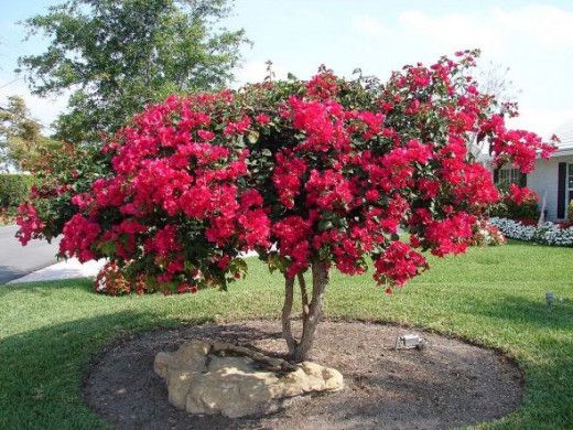 bougainvilleas