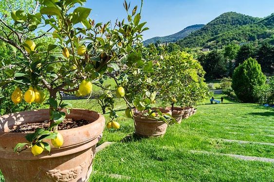 vasi con piante di limone