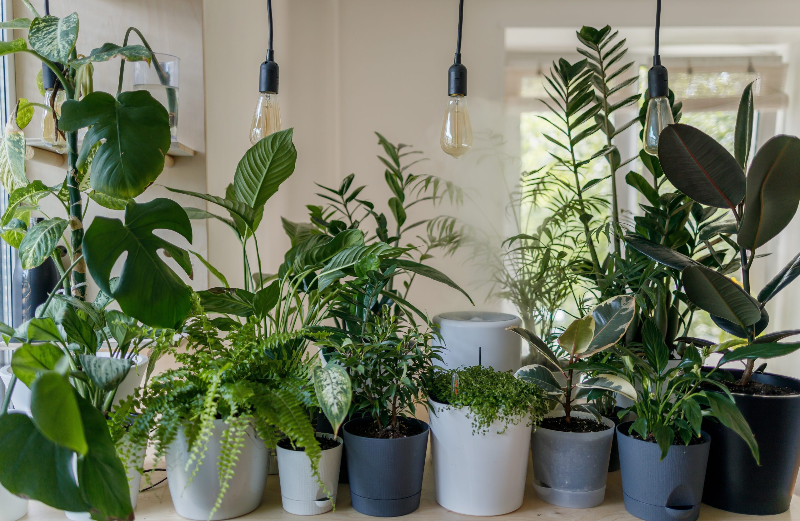 come realizzare un giardino interno alla casa