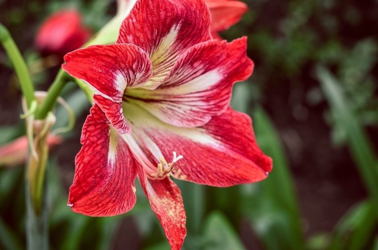 Amaryllis