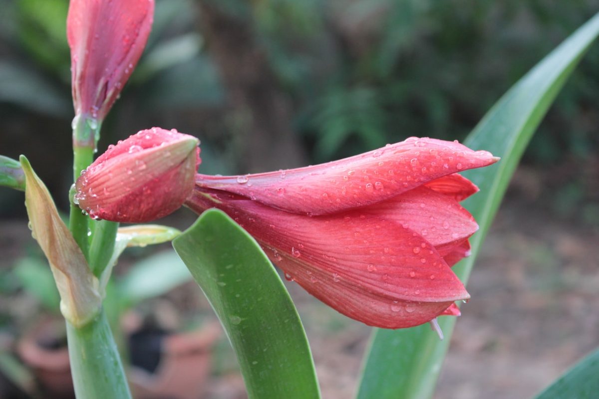 Amaryllis piante