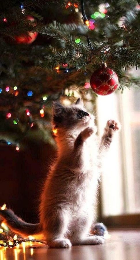 come fare albero natale gatto palline due