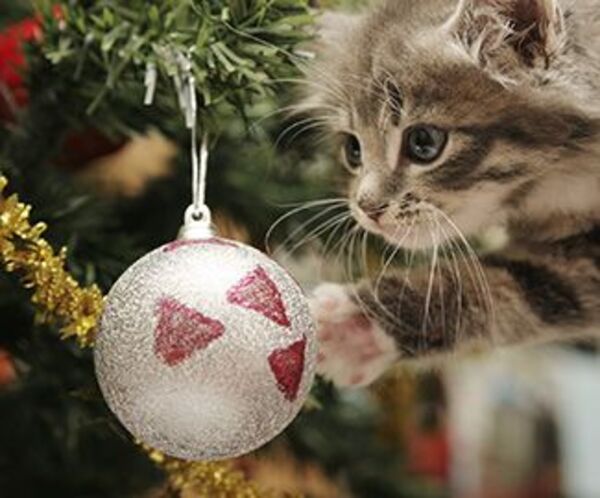 come fare albero natale gatto palline