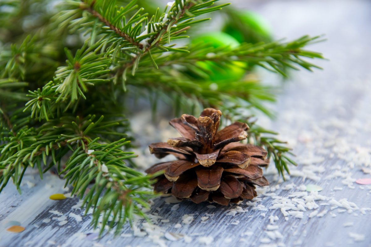 manutenzione albero di Natale in vaso