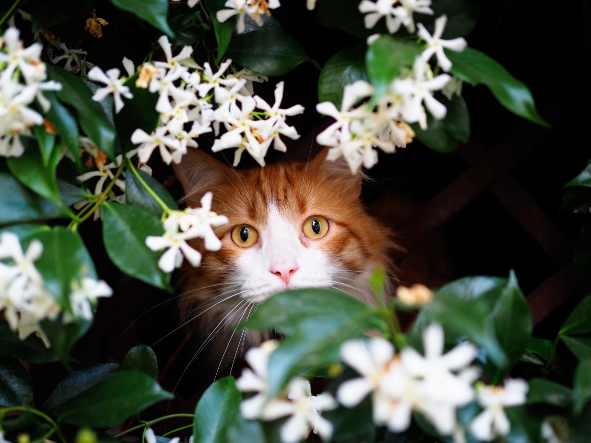 Piante natalizie per animali domestici