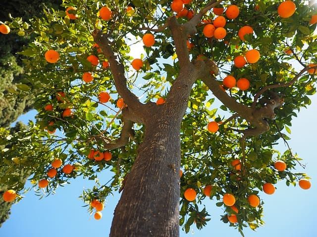 albero da frutto 