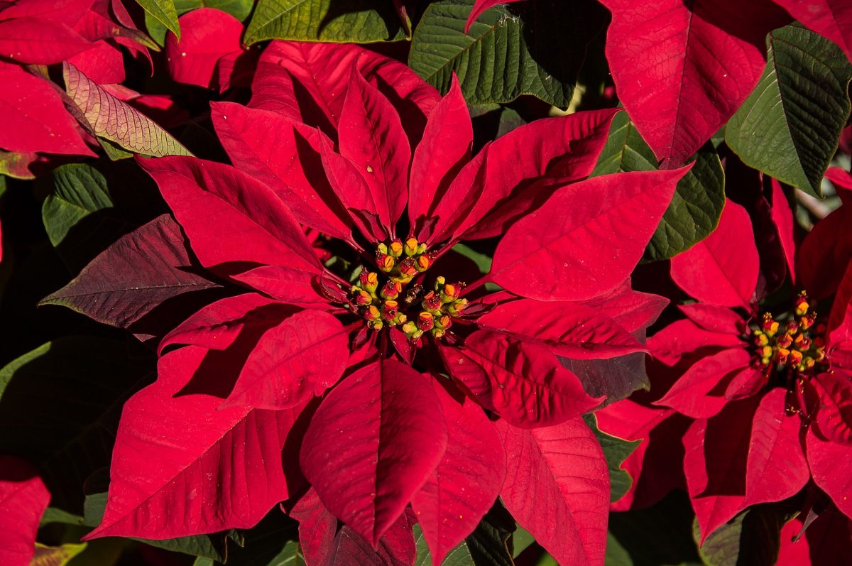 Poinsettia casa