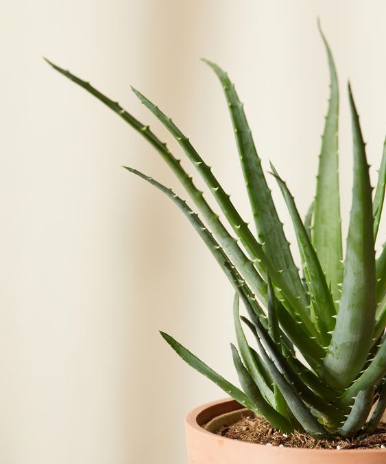 11 piante per la casa: Aloe