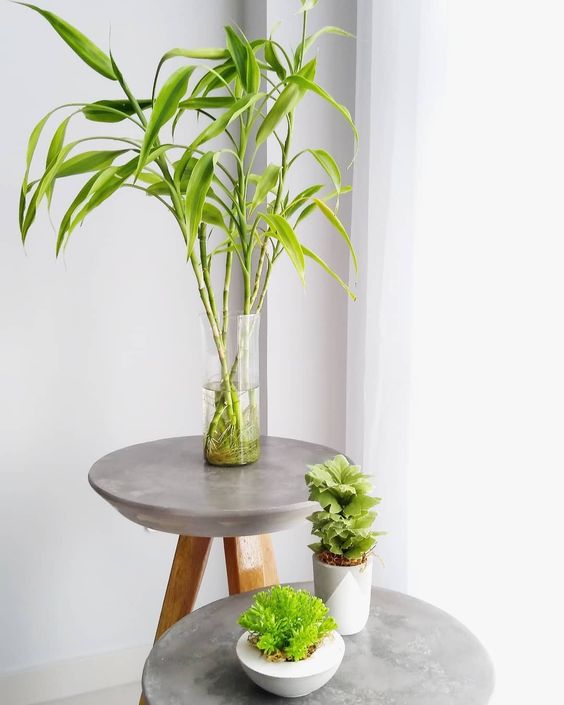 11 piante per la casa: Bambù