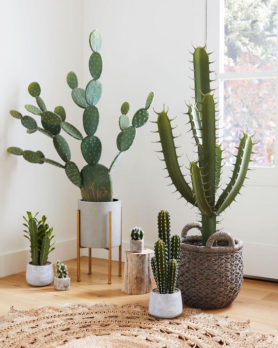 11 piante per la casa: Cactus