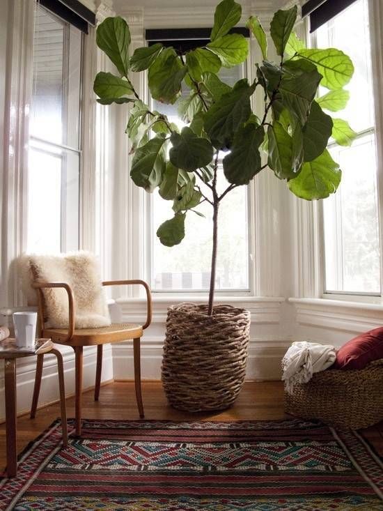 11 piante per la casa: Ficus