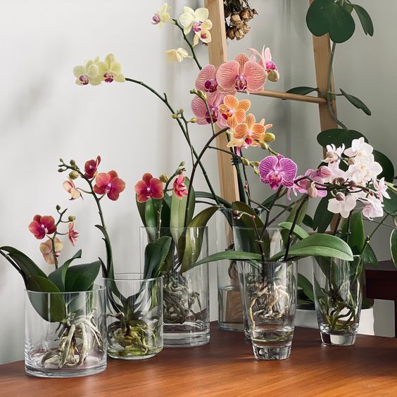 11 piante per la casa: Orchidea